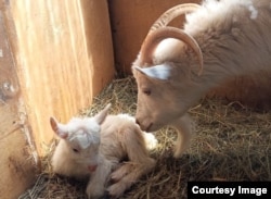 Коза с козленком