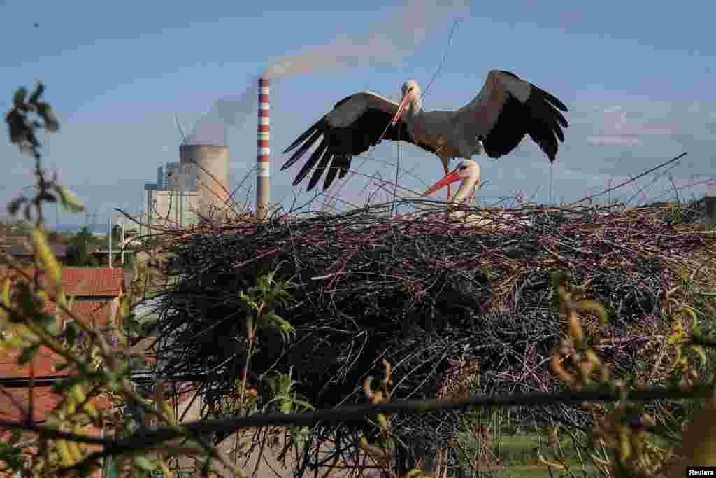 لک‌لک‌های سفید در نزدیکی یک نیروگاه برق زغال‌سنگ‌سوز در شهر اوبیلیچ، کوزوو