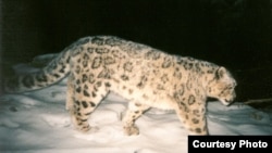 It includes endangered species such as the snow leopard and Bukhara deer, as well as rare antelopes and other animals.