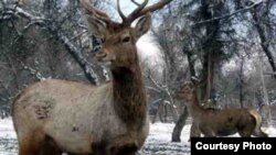 Оҳуи бухороӣ 