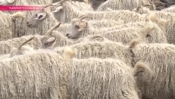 Оғози мавсими бузтарошӣ дар Тоҷикистон