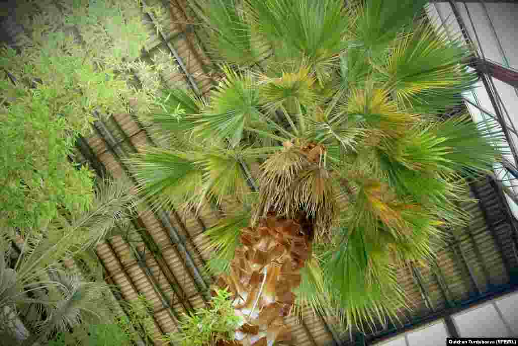 Оранжереядагы 70 жылдан бери өсүп турган пальма. Пальманын бул түрүнүн мекени Түштүк Америка.