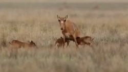 В Казахстане рассматривают возможность изъятия 20% популяции сайгаков