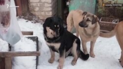 В Казани собака — не друг человека