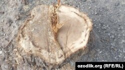 Иллюстратив сурат