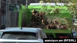 Հատված ծառեր Երևանում 