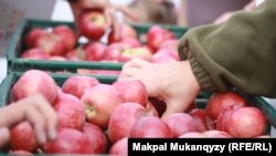 Алматыдағы алма фестиваліне әкелінген алмалар. 21 қыркүйек 2014 жыл. 