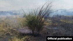 Ботаникалык бактын өрттөнүп кеткен аймагы. 2020-жыл. 13-июль.  