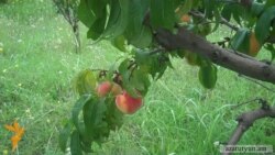 Տավուշի մարզում բողոքում են դեղձի մթերման գներից 