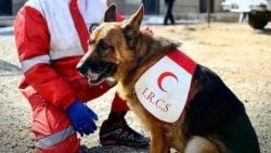 خاموشی تیدا، سگ باهوش و شجاع حادثه پلاسکو