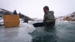 Чилдеде алтын чайкагандар