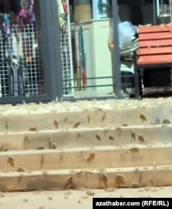 Hökümetiň baş galdyrmaýan 'çekirtge howpy'