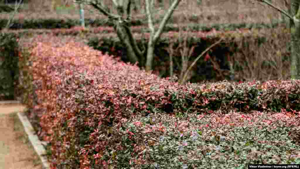 Кусты в так называемом лабиринте покрылись красным оттенком