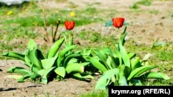 Найтепліше було 30 квітня, коли максимальна температура після полудня піднялася до 24,1 градуса