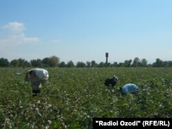 Кӯдакони тоҷик дар пахтазор. Акс аз бойгонӣ.