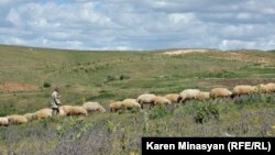 Armenia - Sheep graze in Urtsasar mountains, 22Jun2012.