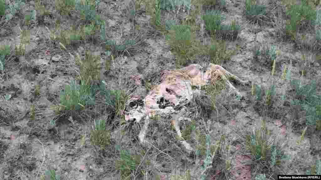 Разложившаяся туша детеныша сайги недалеко от аула Кабырга. 8 июня 2015 года.