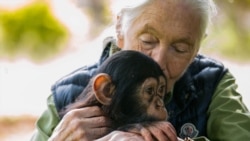 میراث جین گودال که زندگی‌اش را پای شامپانزه‌ها گذاشت