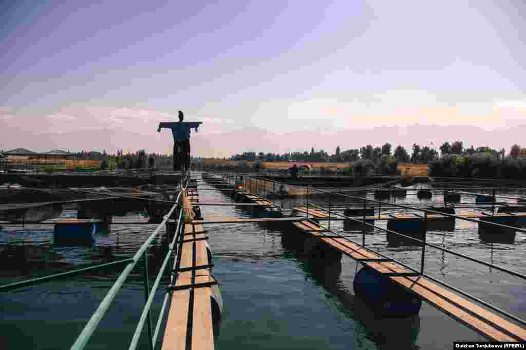 Кыргызстан форель балыгын өстүрүүгө ыңгайлуу жер дешет адистер. Анткени суусу муздак, шар аккан дарыялар көп.&nbsp;