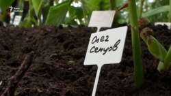 Митці нагадали про в’язнів Кремля: «Саджайте квіти, а не людей!» – відео