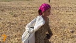 Ганҷина: "Дар ин мавсим як "Камаз" тапак чидаам"