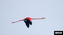 Каркыра турна