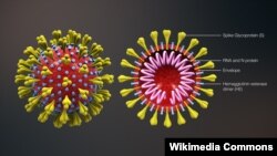 مدلی از یک ویروس کرونا