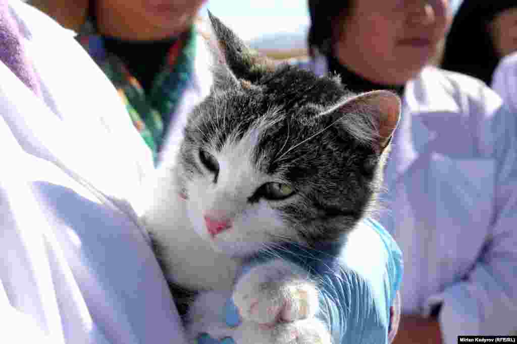 Ит менен мышык кутурма оорусуна каршы эмделет. Бир дарынын баасы алты сом.&nbsp;