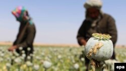 هلمند؛ کشت‌وکار گل خشخاش