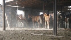 Балтатарақ ауылындағы жылқы. Шығыс Қазақстан облысы, 9 маусым 2020 жыл.