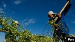 یک کارگر کشاورزی در مزرعه ای در نزدیکی تهران، عکس تزئینی است