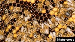 Архиф фотосы