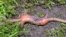 Earth worm