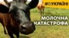 Молочна катастрофа (відео)