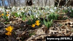 Крокусы и подснежники Аю-Дага