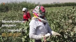 Тоҷикистон - кишвари асрор