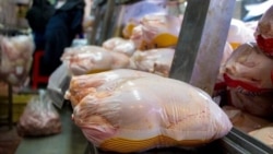 کسانی برای قیمت تخم مرغ تصمیم می‌گیرند که تخصصی ندارند