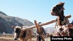 Фермер хўжаликларини йириклаштириш кампанияси оқибатида ўз қўл кучидан бошқа ишонгани йўқ деҳқонлар ердан мосуво қолган бўлса¸ йириклашган ерларга соҳиб бўлганларнинг ерни қанчалик билиши шубҳаларга сабаб бўлмоқда.