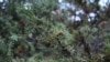 Ukraine, Crimea - juniper bushes