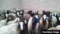 خوشبختانه این افراد هنوز توسط فرماندهی کل سپاه پشم‌چینی نشده‌‌اند