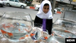 اضافه کردن غذای تازه و برگ‌های سبز٬ دادن شربت‌های تقويتی و نيز افزایش دمای آب ماهی‌ها به ۱۶ تا ۱۸ درجه سانتیگراد شرایط زندگی را برای آنها بهتر می‌کند.