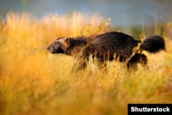 Расамаха ў тайзе ў Фінляндыі