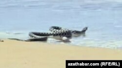 Hazar deňsine girip barýan ýylan.