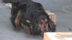 Поліцейські та прикордонні собаки обмінялися досвідом (відео)