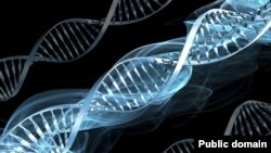 Кеше ДНК-сы