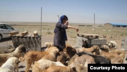 پناهگاه حیوانات در پردیس