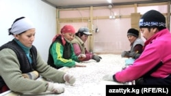 Обработка фасоли в Таласской области