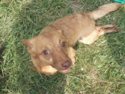 Малуша жыве ў госьпісе 4 гады. У яе траўма пазваночніка.