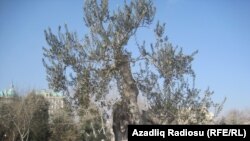 450 yaşlı Avropa zeytunu