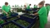 Armenia - Workers at a new greenhouse complex in Kotayk province, 15May2015.